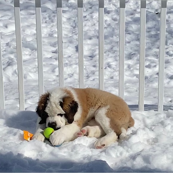 Meet your Posher, Stephanie - Picture 3 of 3